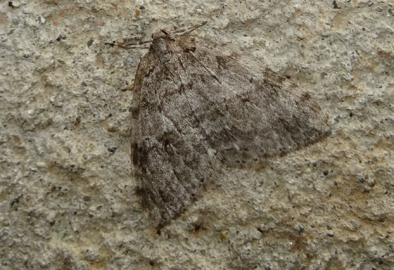 Epirrita sp. - Geometridae